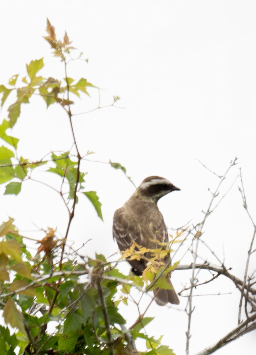 Piratic Flycatcher - Angie W