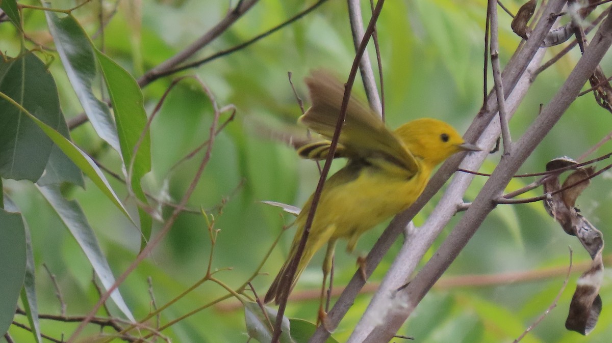 Yellow Warbler - Brian Nothhelfer