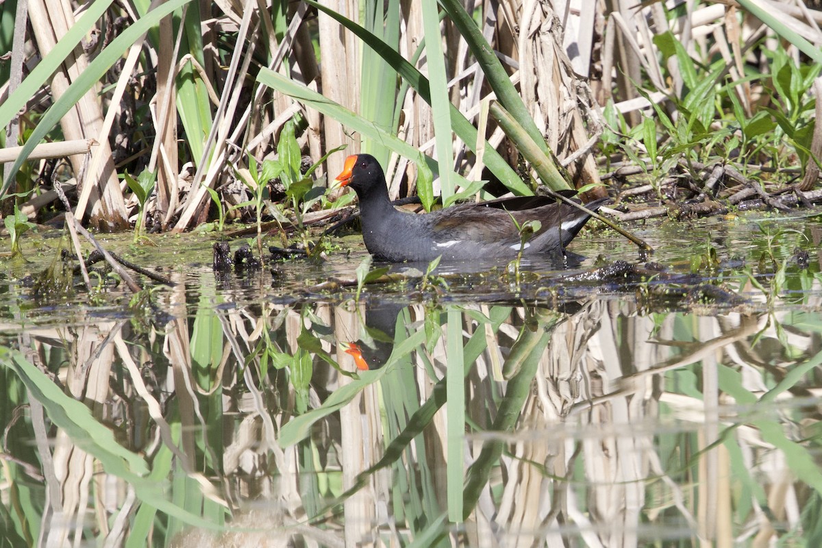 Common Gallinule - ML618286383