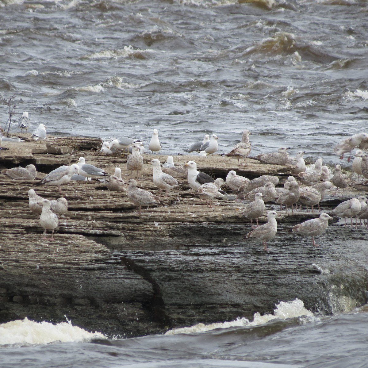 Great Black-backed Gull - ML618286403