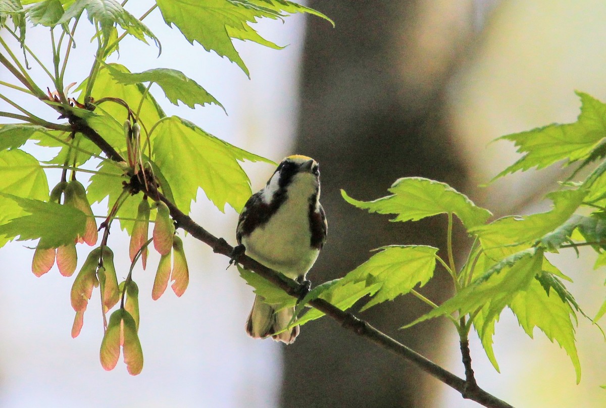 Chestnut-sided Warbler - David Cross