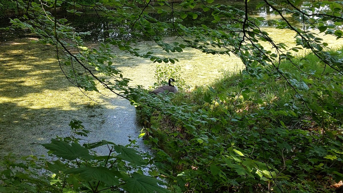 Canada Goose - Bemma Watson Hernandez