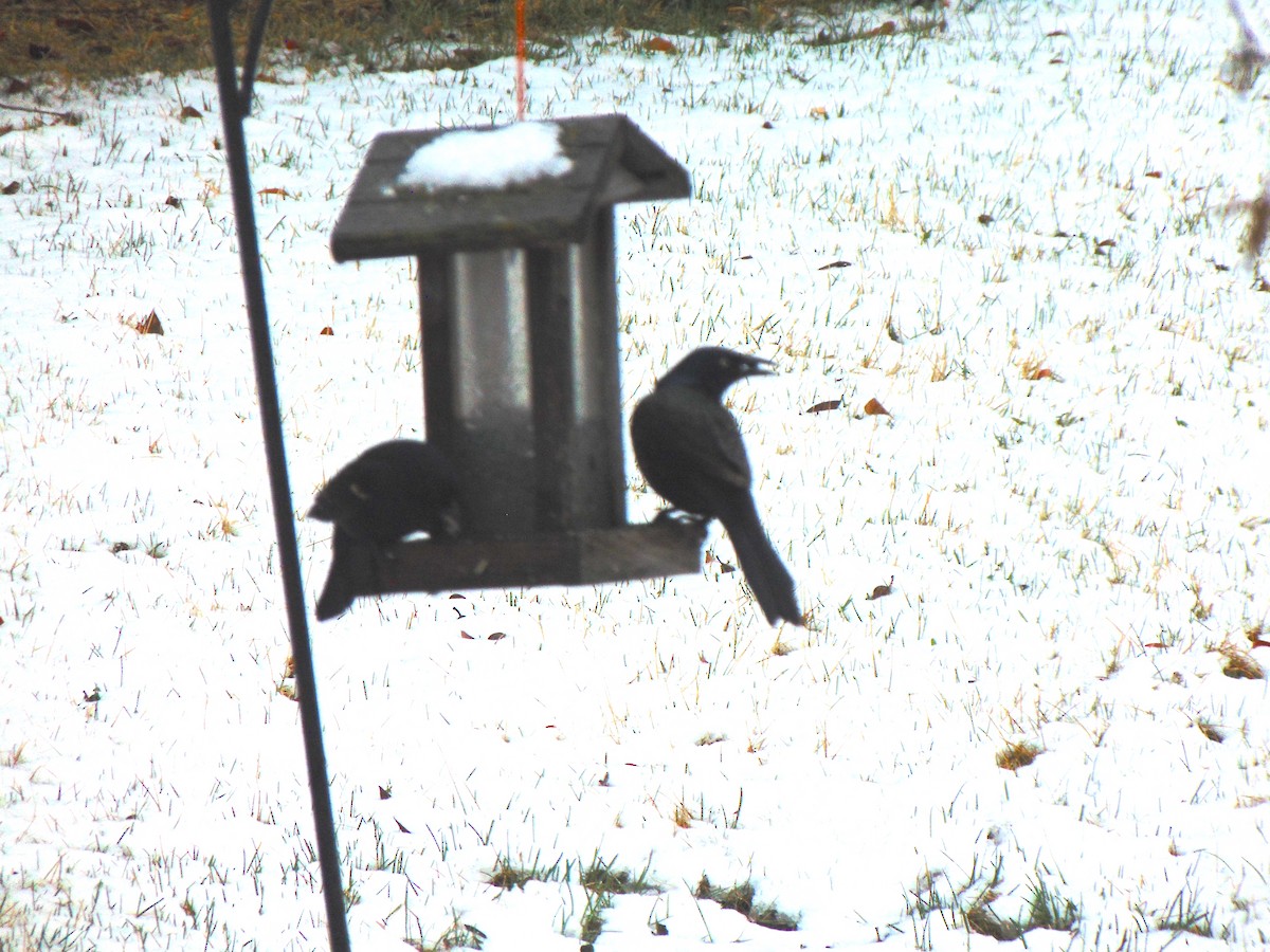 Common Grackle - Percy  Zalasky