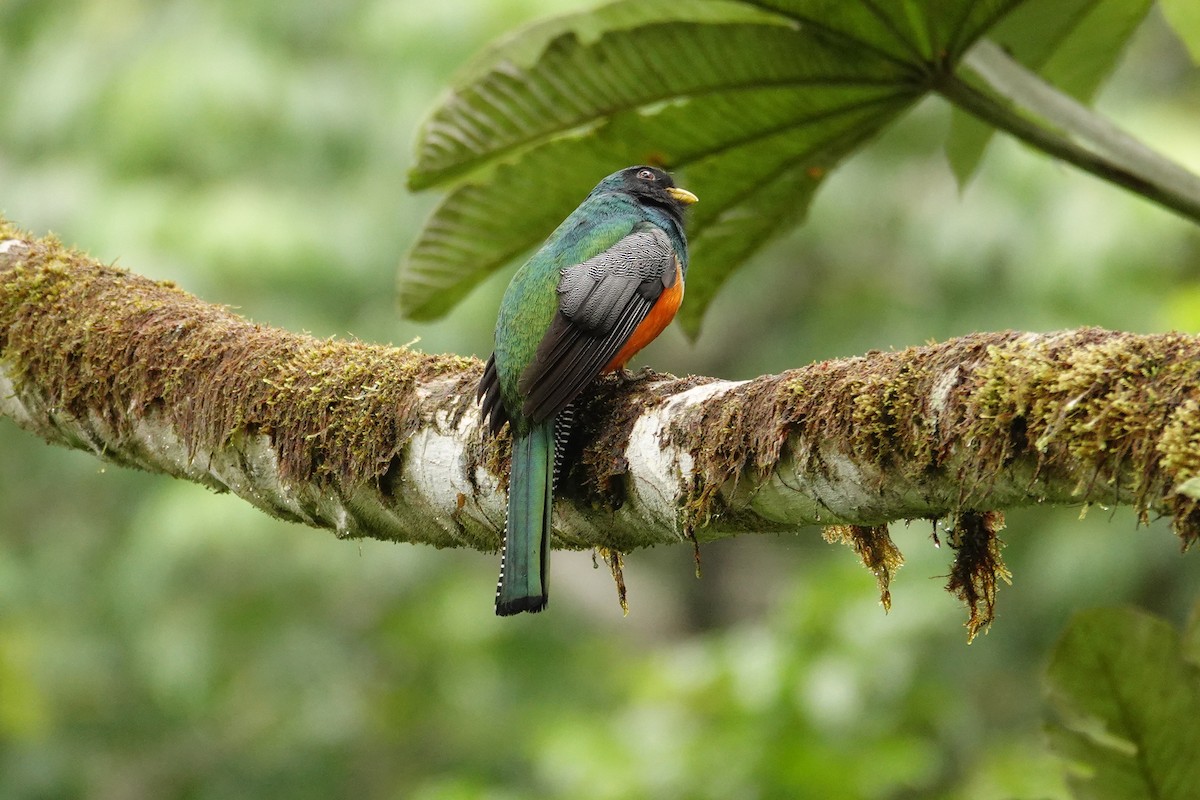 Collared Trogon - Betty Beckham