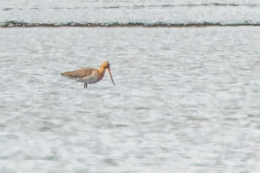 Black-tailed Godwit - ML618286483