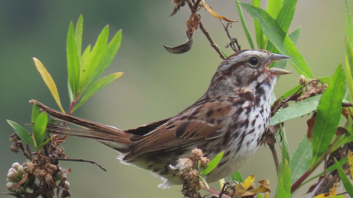 Song Sparrow - Brian Nothhelfer