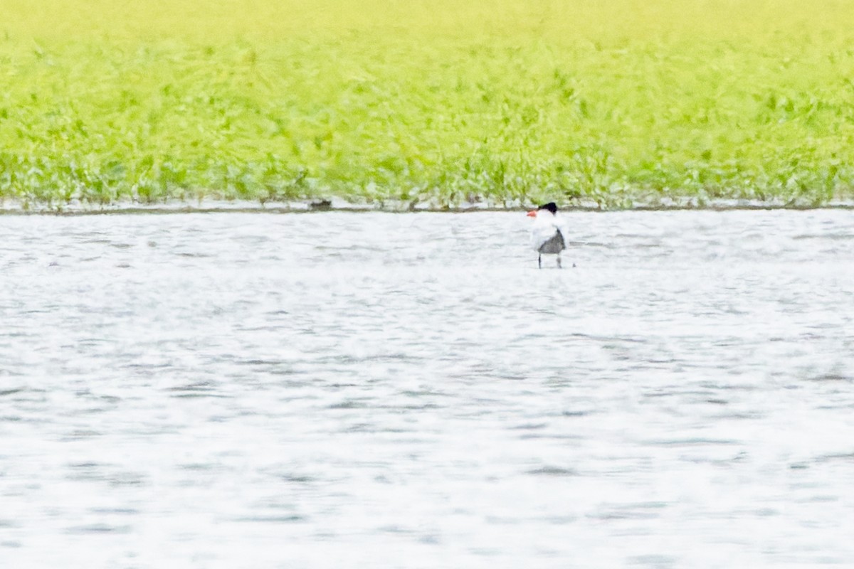 Caspian Tern - Gabi Uhrova