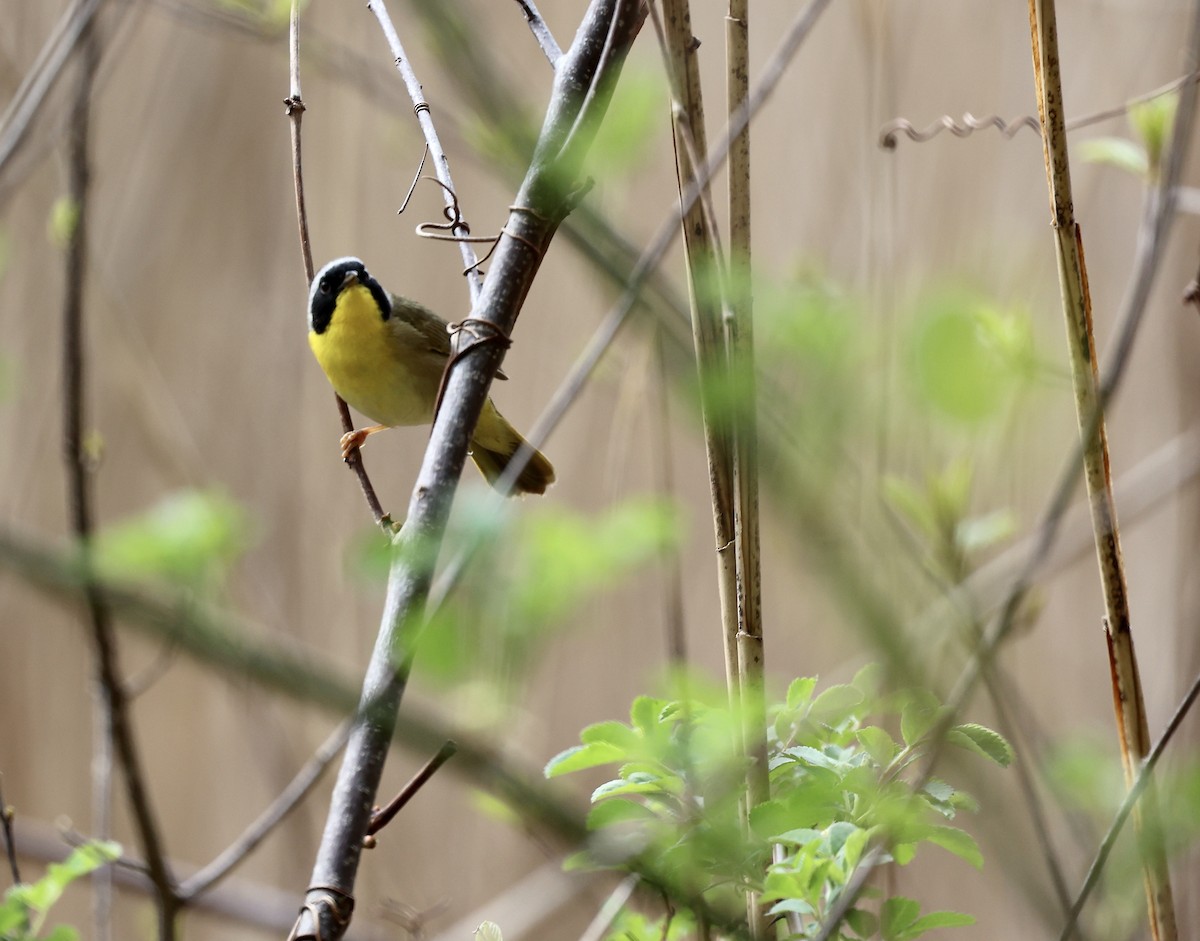 Common Yellowthroat - Kevin Murphy