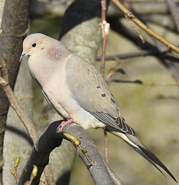 Mourning Dove - Helen Bolgrien