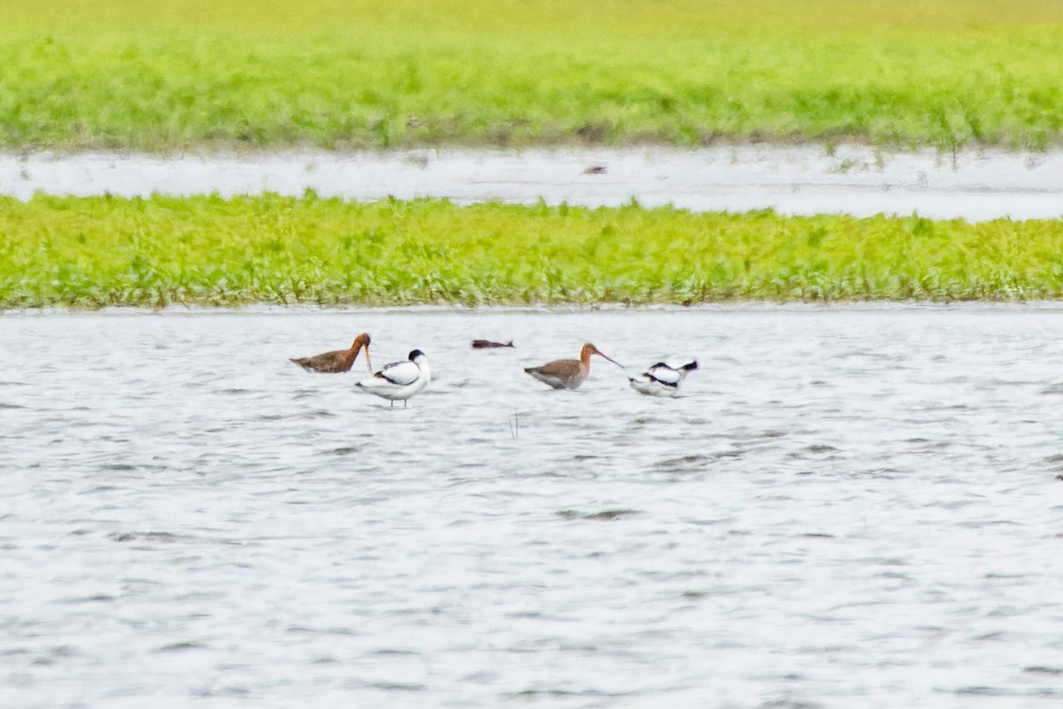 Black-tailed Godwit - ML618286515