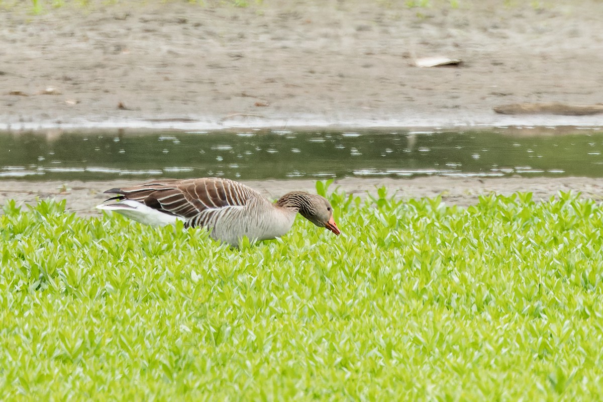 Graylag Goose - ML618286523