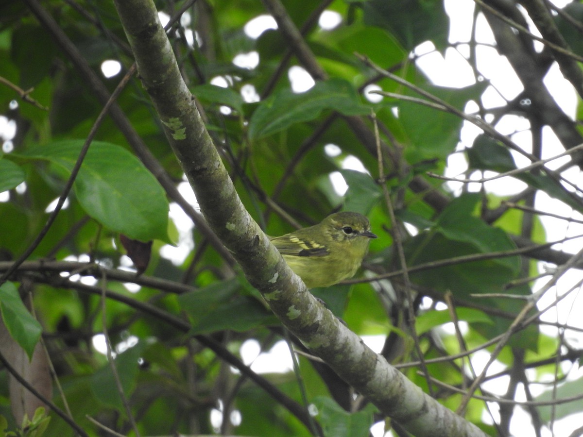 Restinga Tyrannulet - ML618286532