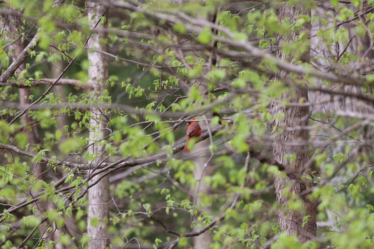 Northern Cardinal - Kevin Murphy