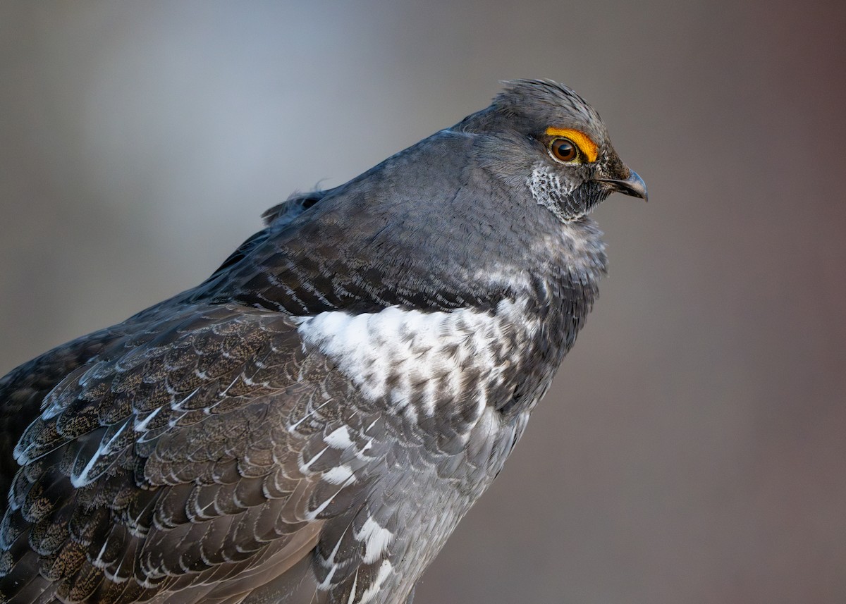 Dusky Grouse - Adam Perrier