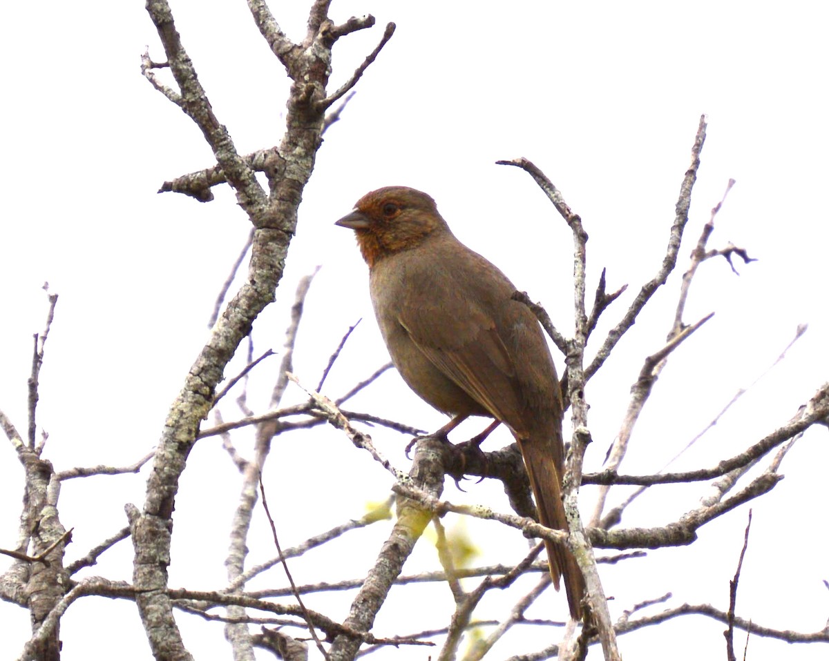 California Towhee - Roland Stuckey