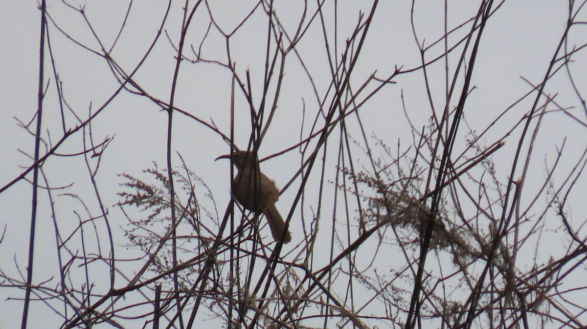 California Thrasher - Brian Nothhelfer