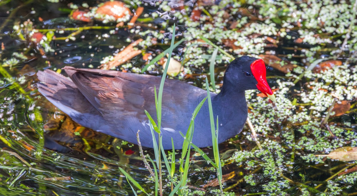 Common Gallinule - Peter Galvin