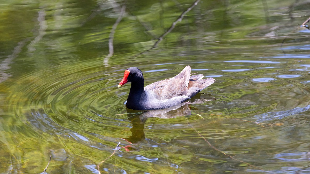 Common Gallinule - Peter Galvin