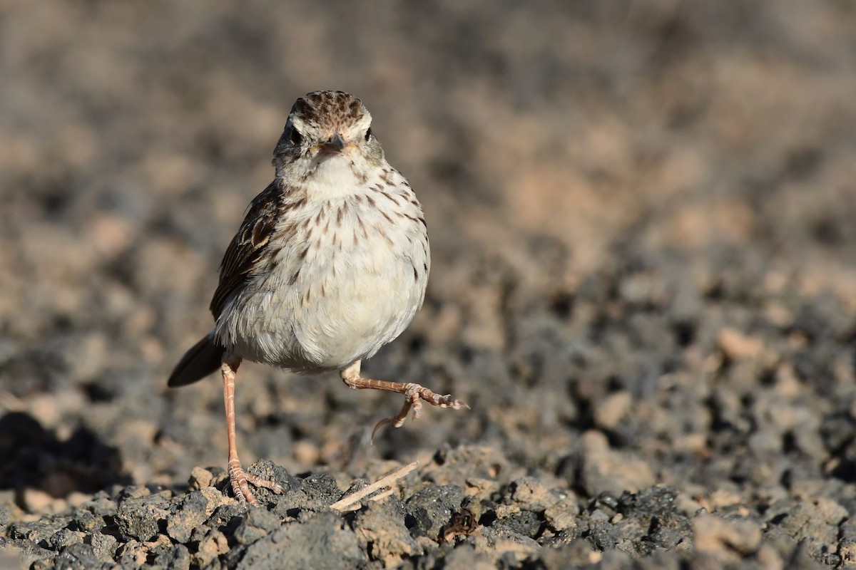 Berthelot's Pipit - Igor Długosz