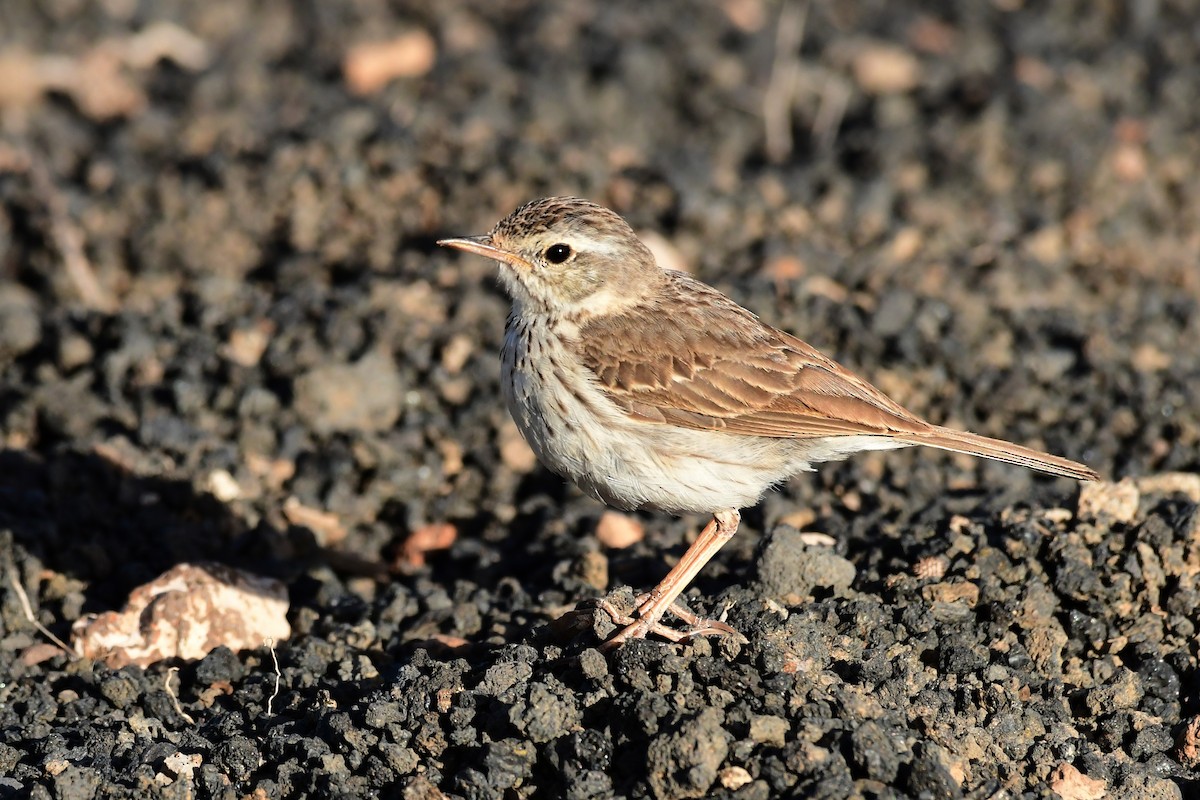 Berthelot's Pipit - Igor Długosz