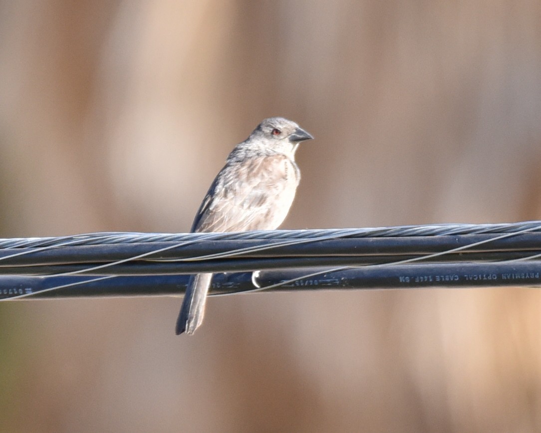 Bronzed Cowbird - Lynn Kohler