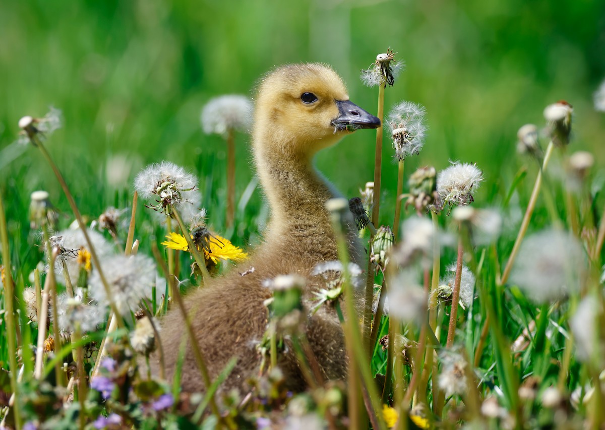 Canada Goose - Randall Everts