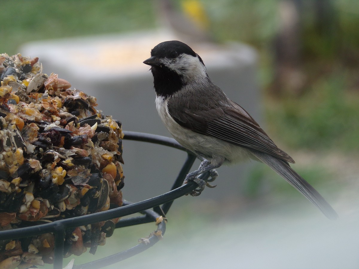 Carolina Chickadee - Texas Bird Family