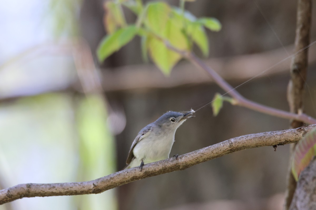 Blue-gray Gnatcatcher - Kathryn Deetz 🦢