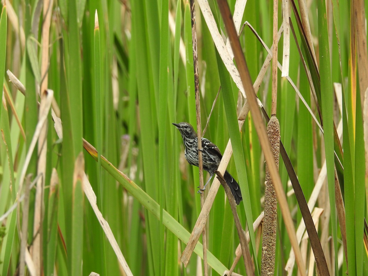 Серобрюхий муравьелов (acutirostris) - ML618286678