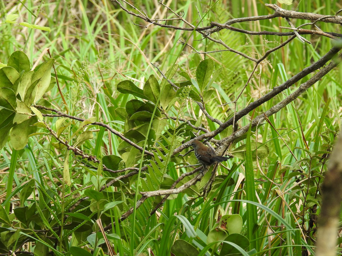 Серобрюхий муравьелов (acutirostris) - ML618286679