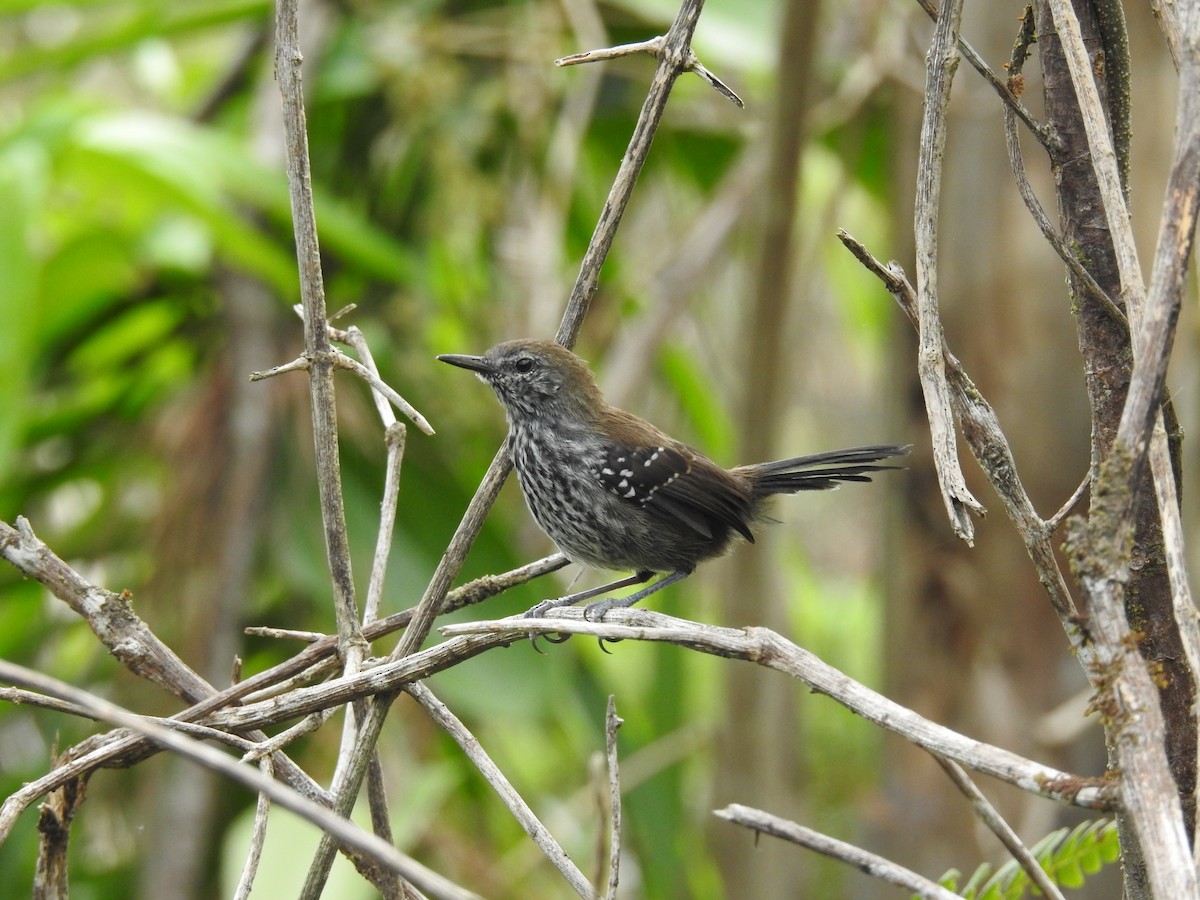 Grisin des marais (acutirostris) - ML618286683