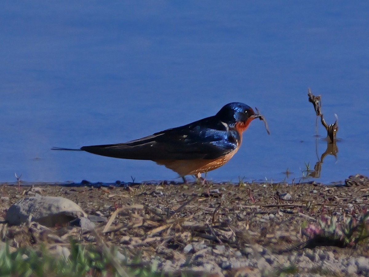 Barn Swallow - Jeffrey Reichel