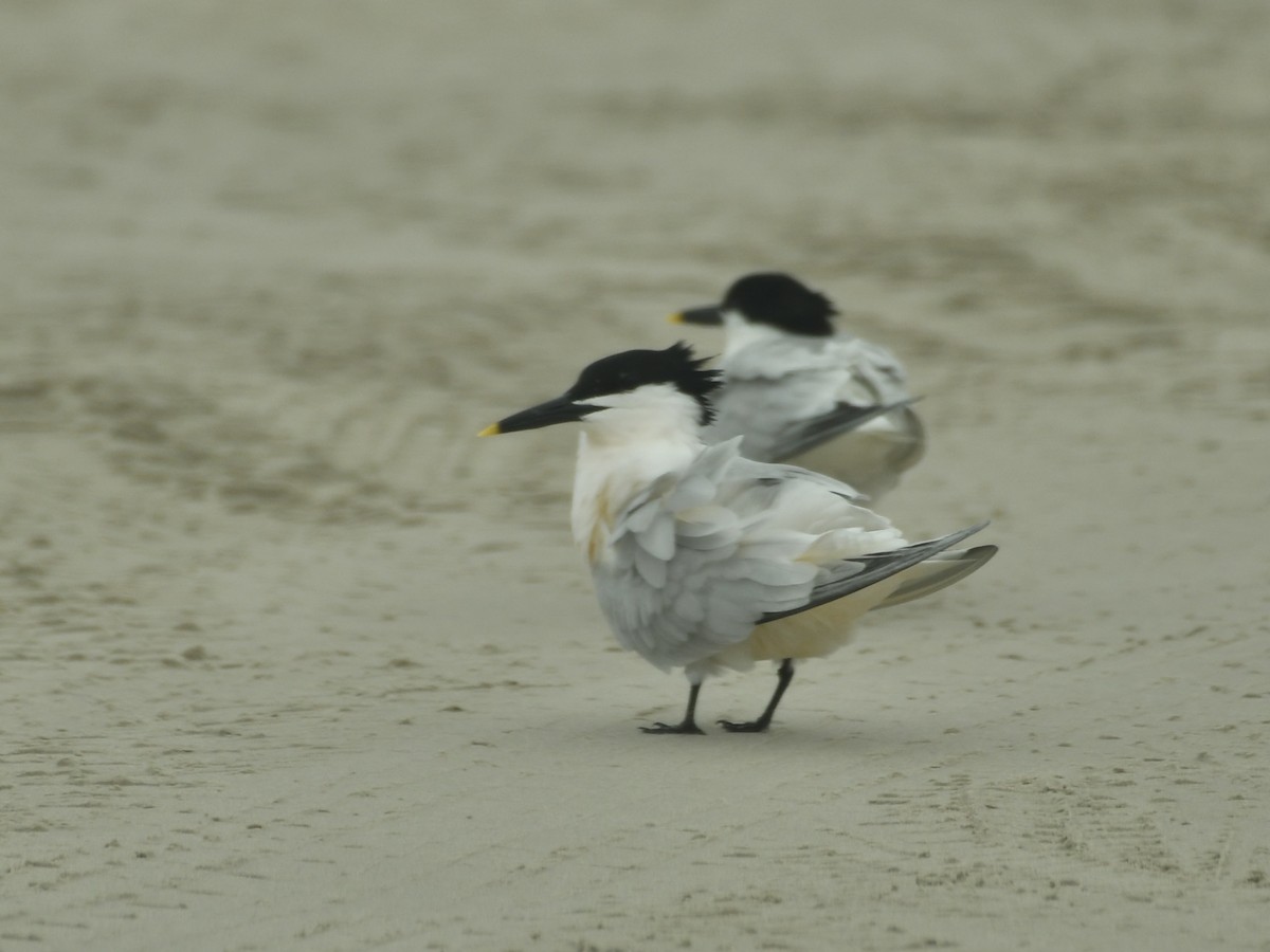 Sandwich Tern - Kent Kleman