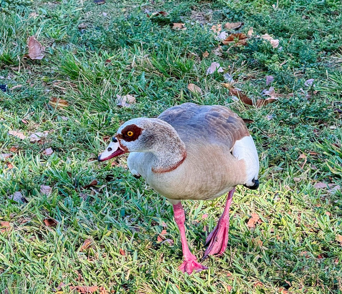 Egyptian Goose - Peter Galvin