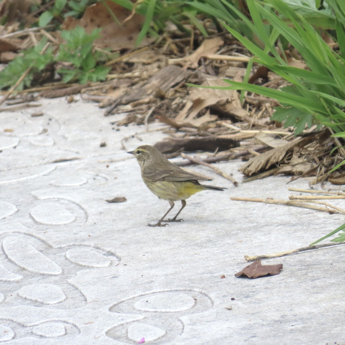 Palm Warbler (Western) - Richard Fleming