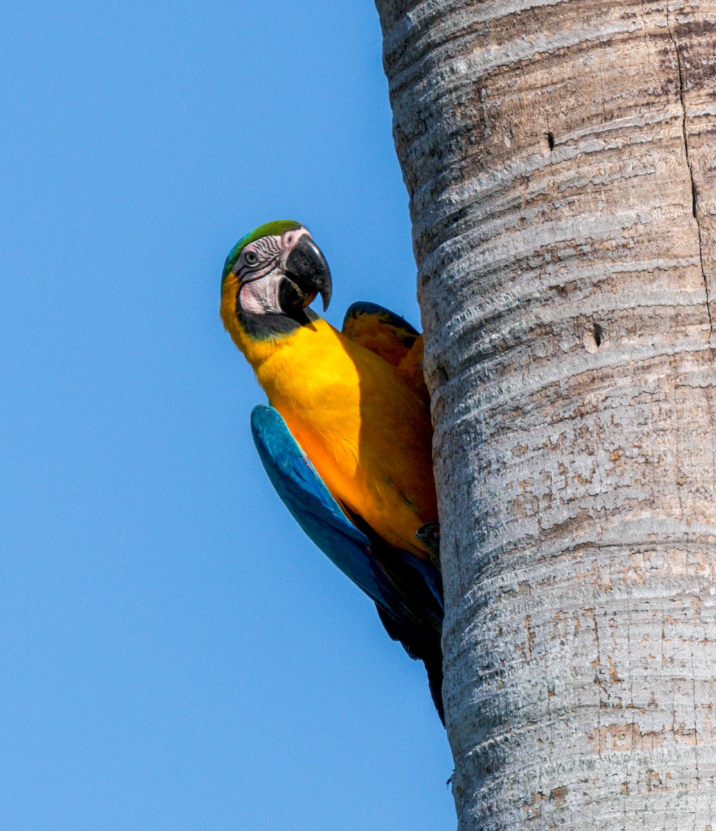 Blue-and-yellow Macaw - Peter Galvin