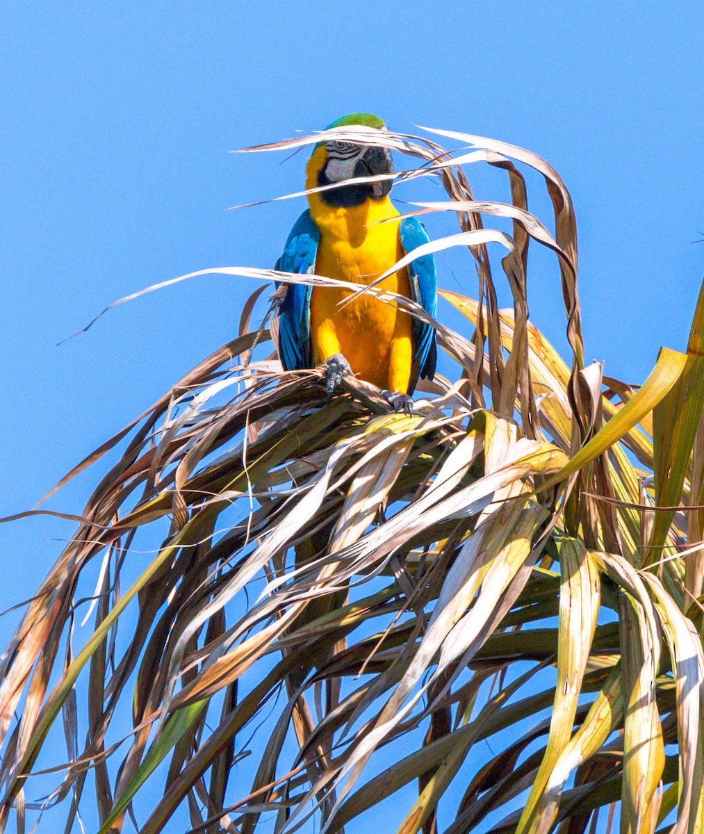 Blue-and-yellow Macaw - Peter Galvin