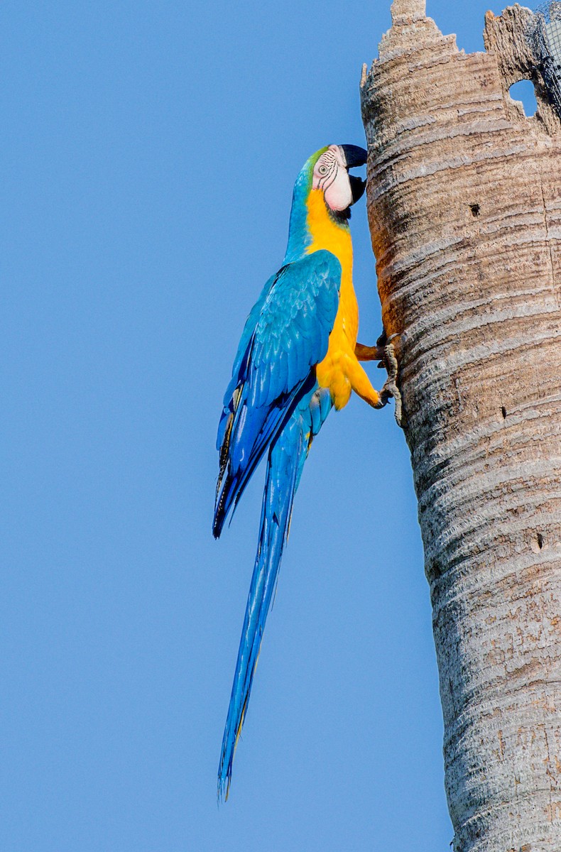 Blue-and-yellow Macaw - Peter Galvin