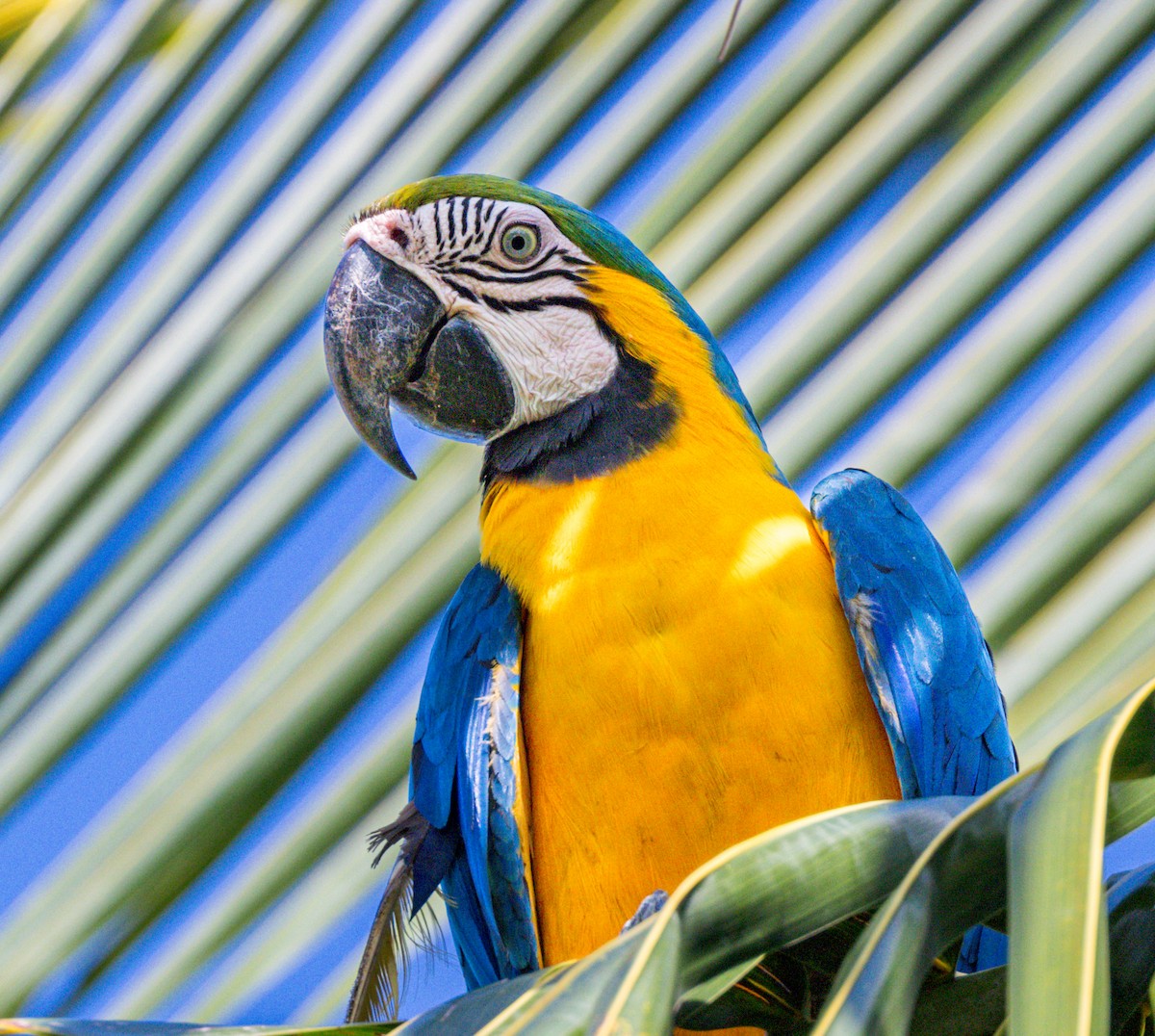 Blue-and-yellow Macaw - Peter Galvin