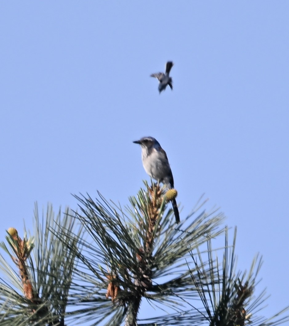 Blue-gray Gnatcatcher - Andy Rathbone