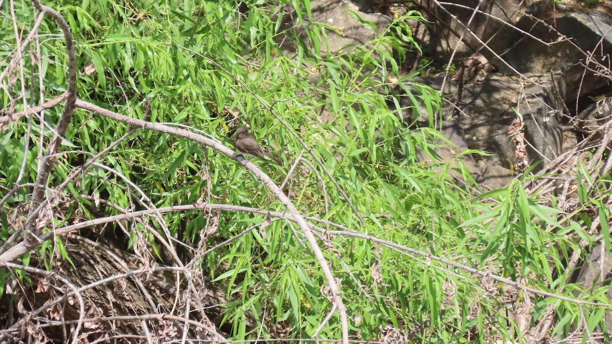 Black Phoebe - Brian Nothhelfer