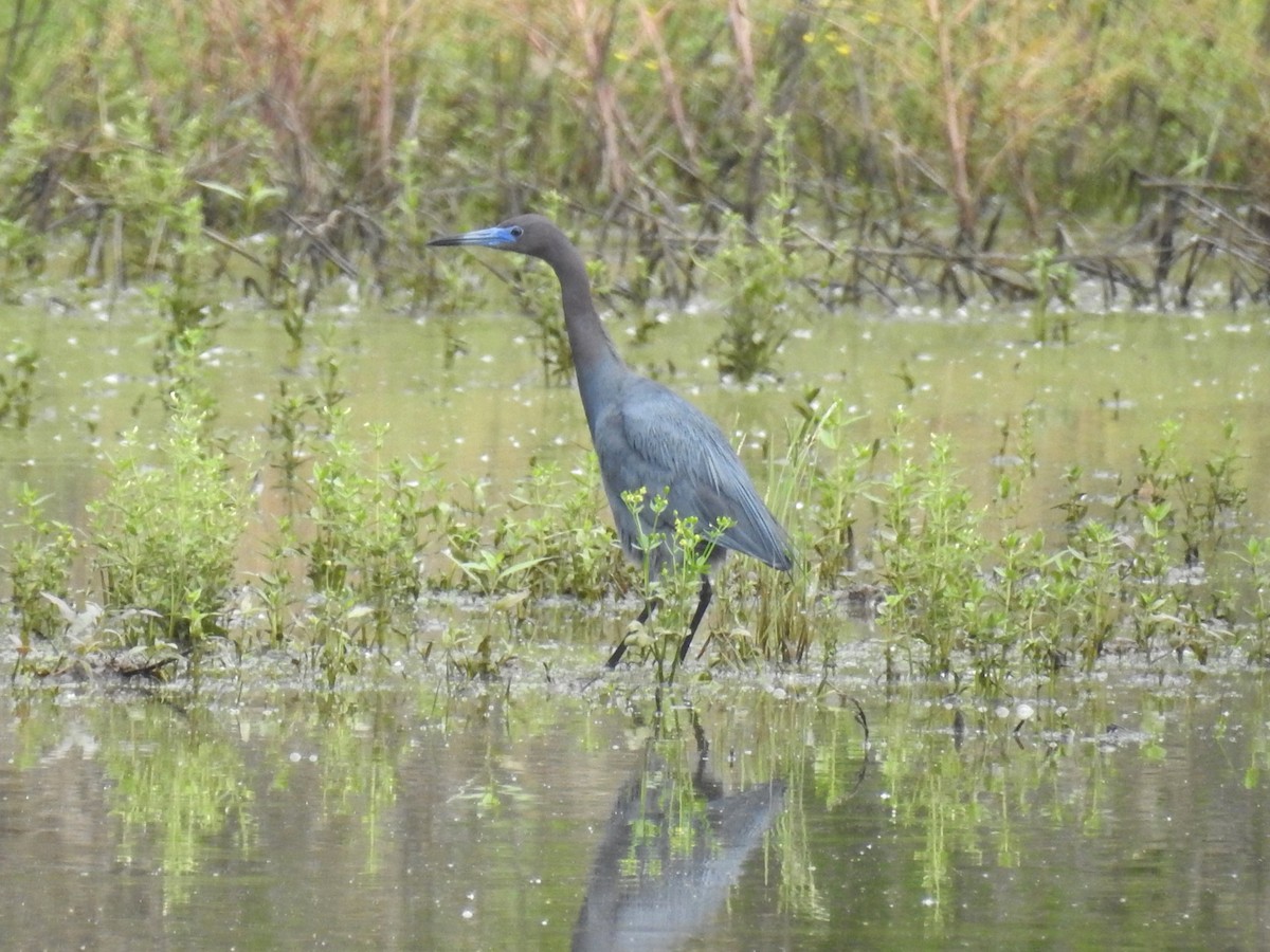 Little Blue Heron - Roger Massey