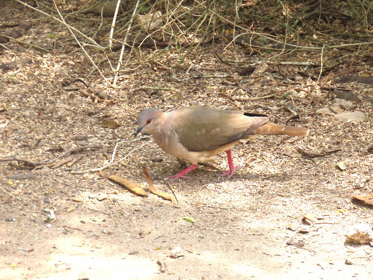 White-tipped Dove - Alan Morris