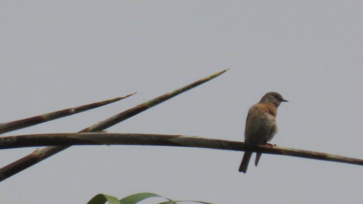 Western Bluebird - Brian Nothhelfer