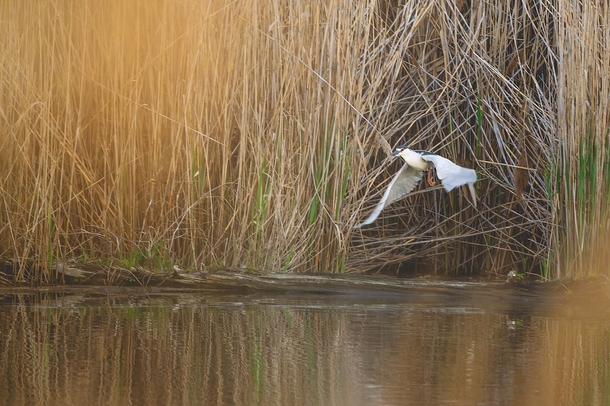 Black-crowned Night Heron - Stephen Hurst