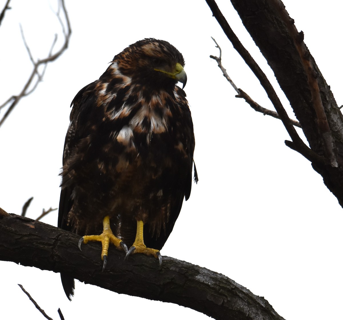 White-tailed Hawk - Victor Leber