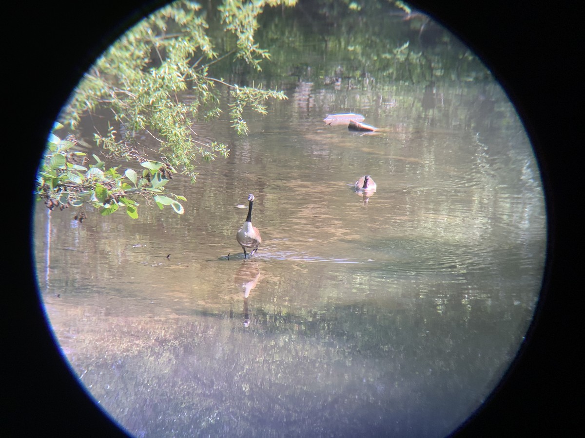 Canada Goose - Vivian Young