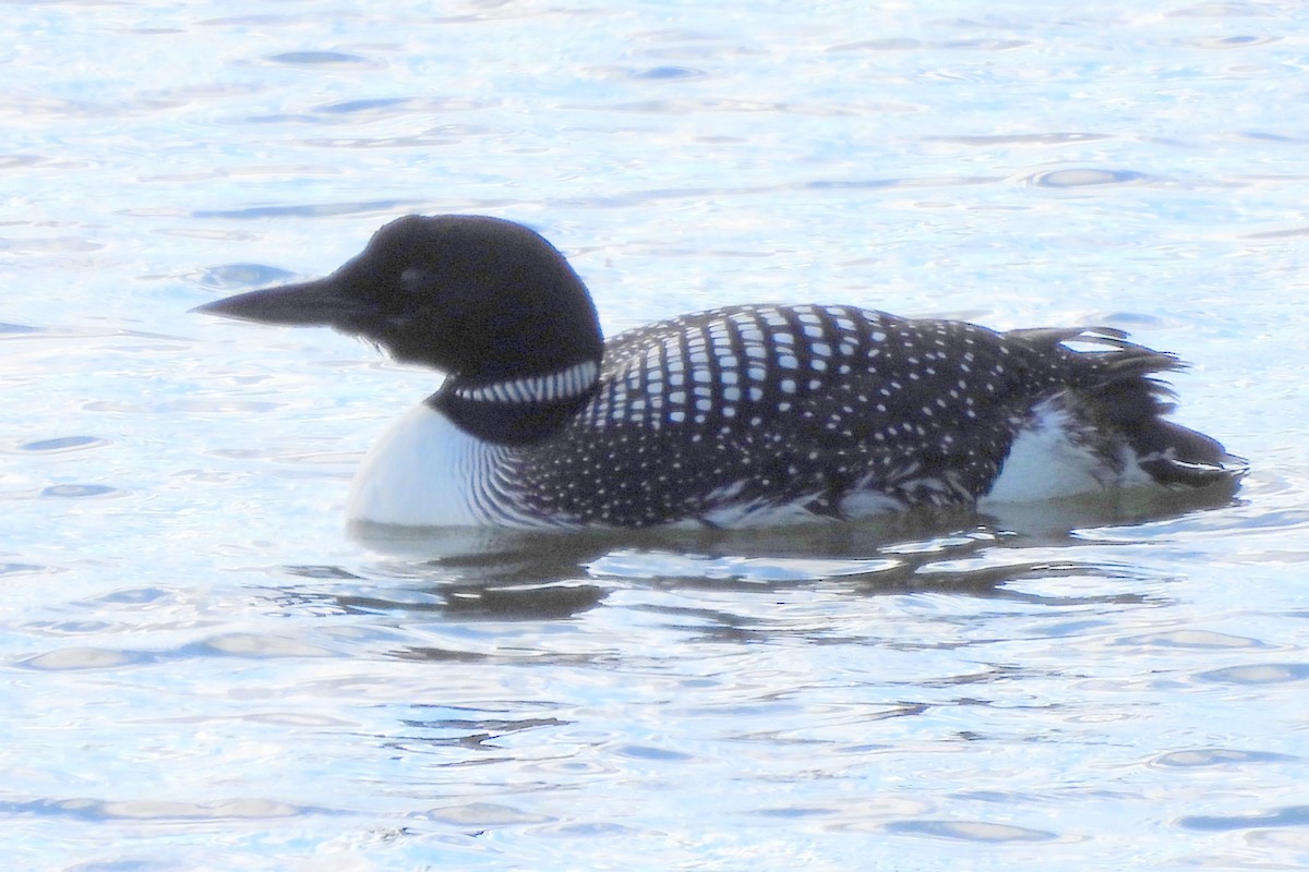 Common Loon - Diana LaSarge and Aaron Skirvin