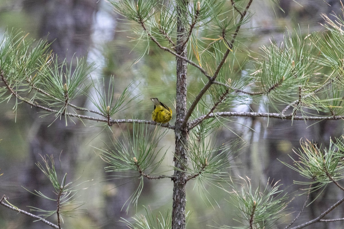 Prairie Warbler - Alex Brent