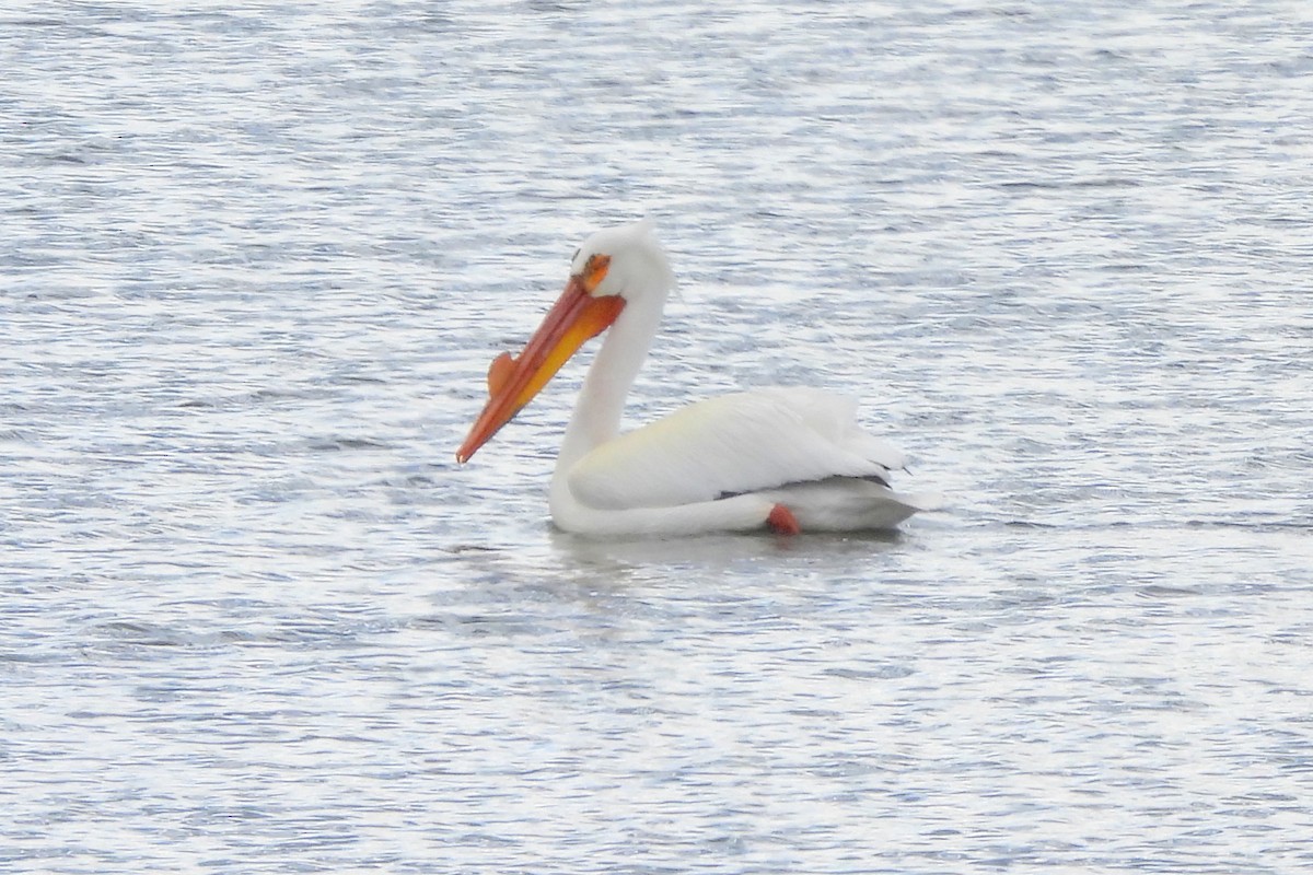 American White Pelican - Diana LaSarge and Aaron Skirvin